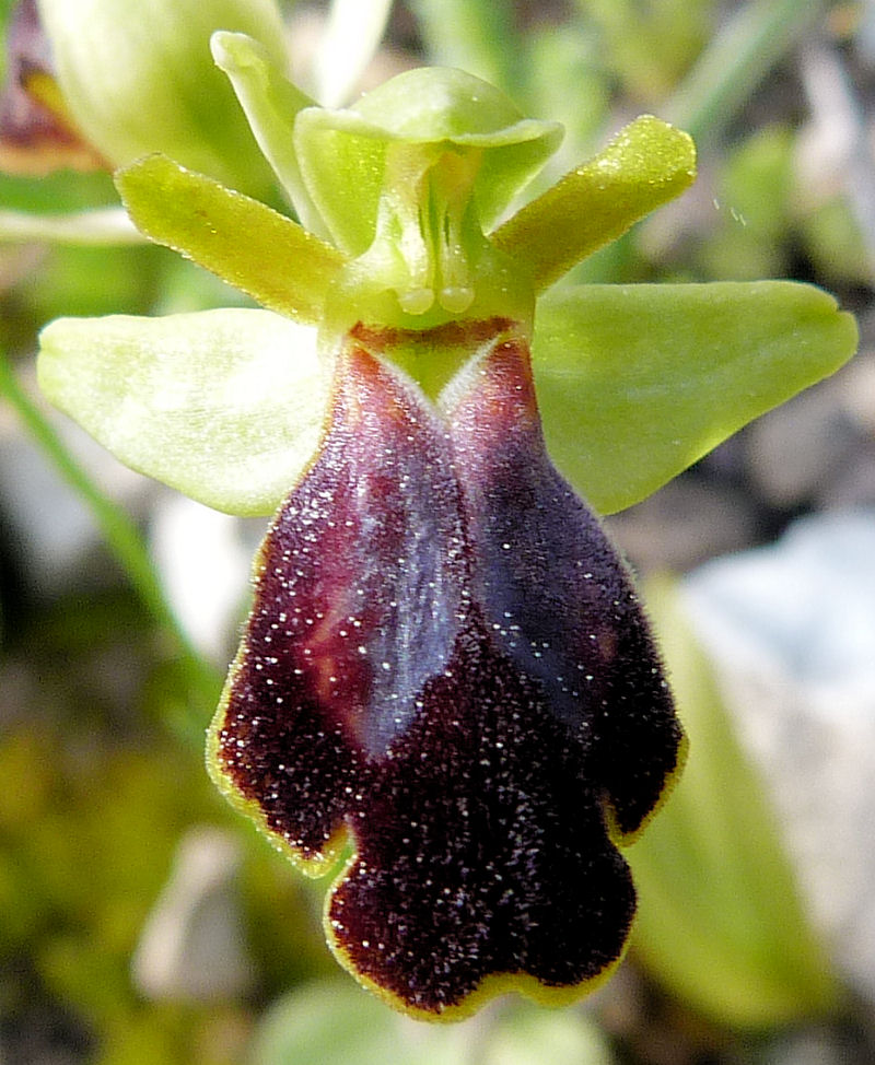 Ophrys lucifera